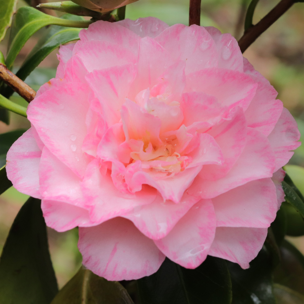 Camellia japonica 'Spring Sonnet'