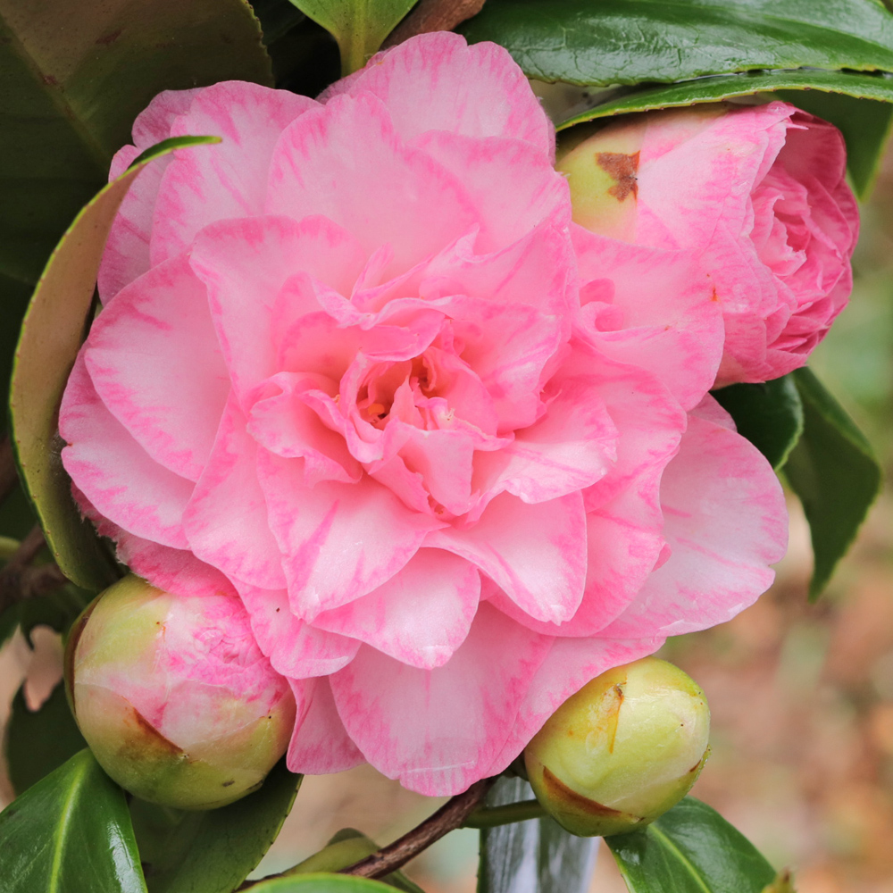 Camellia japonica 'Spring Sonnet'