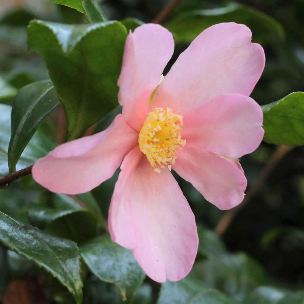 Camellia sasanqua 'New Dawn'