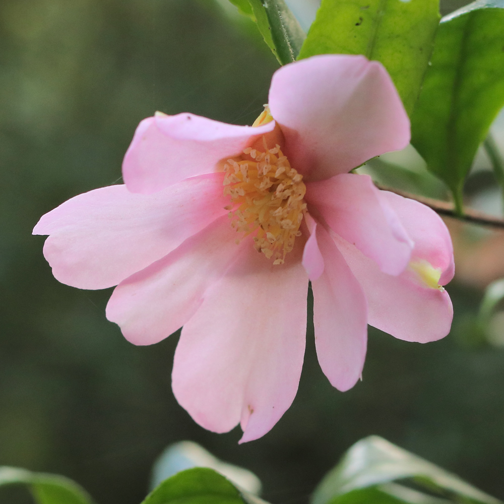 Camellia sasanqua 'New Dawn'
