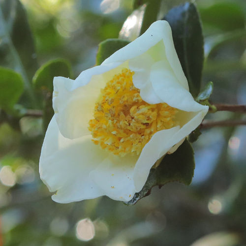 Baronesa-de-Soutelinho-4