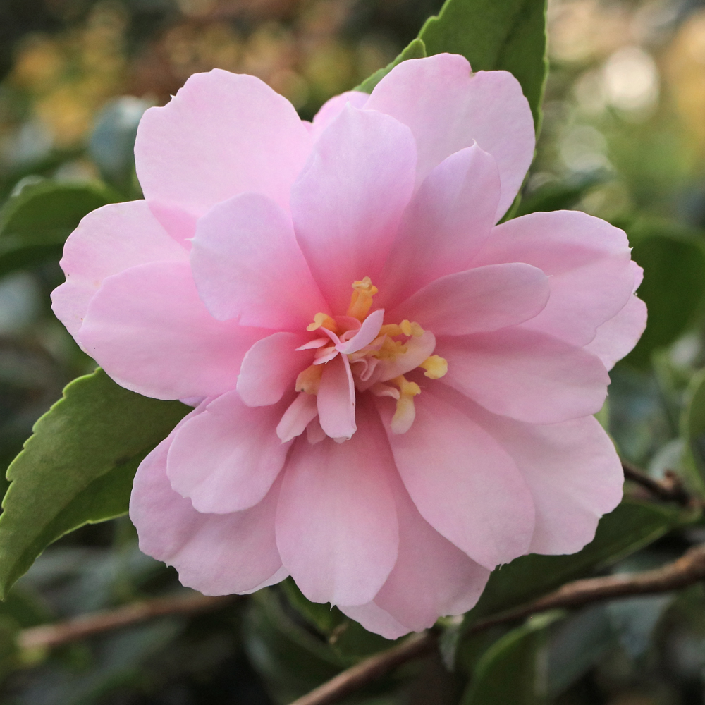 Camellia sasanqua 'Mignonne'