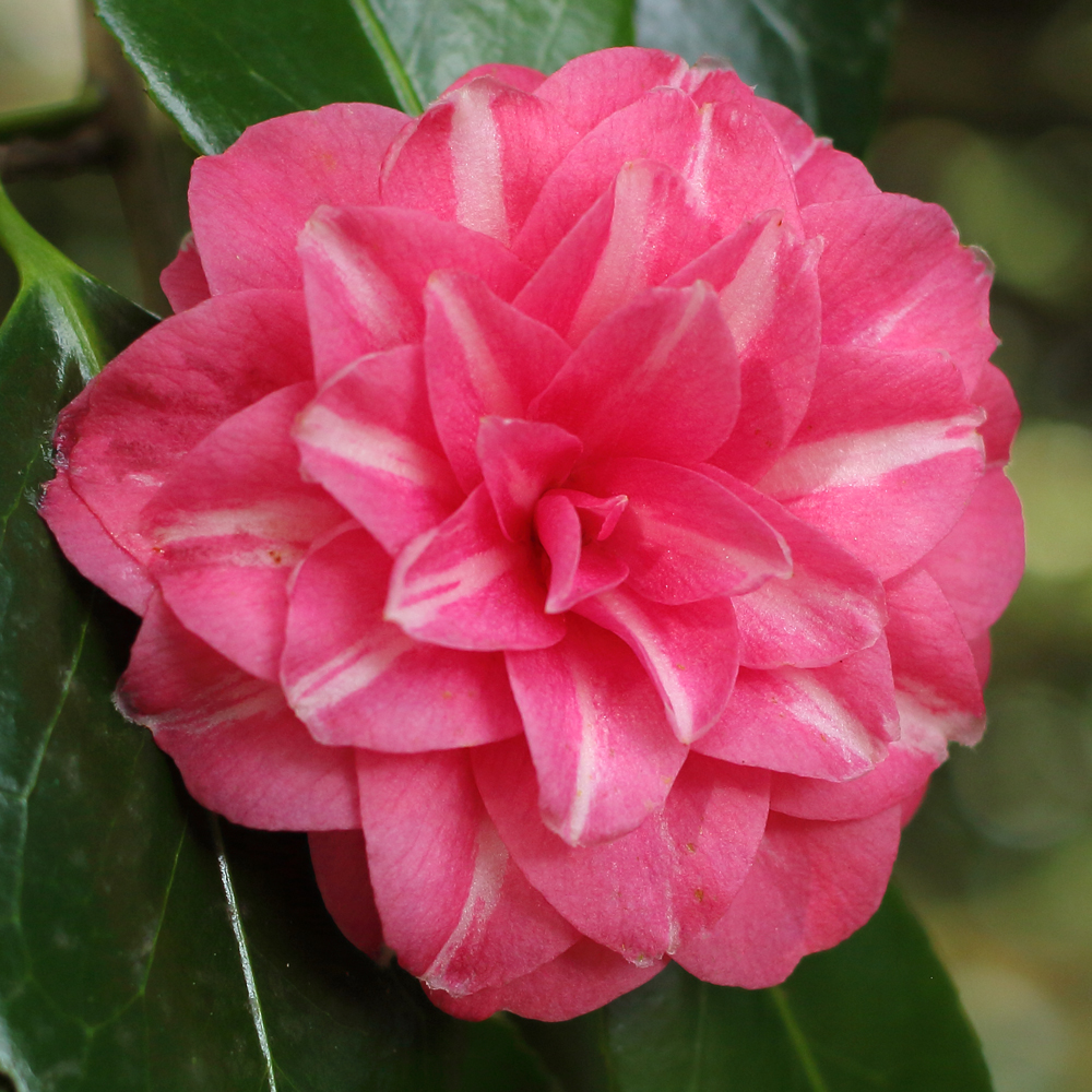 Camellia japonica 'Baronne Leguay'