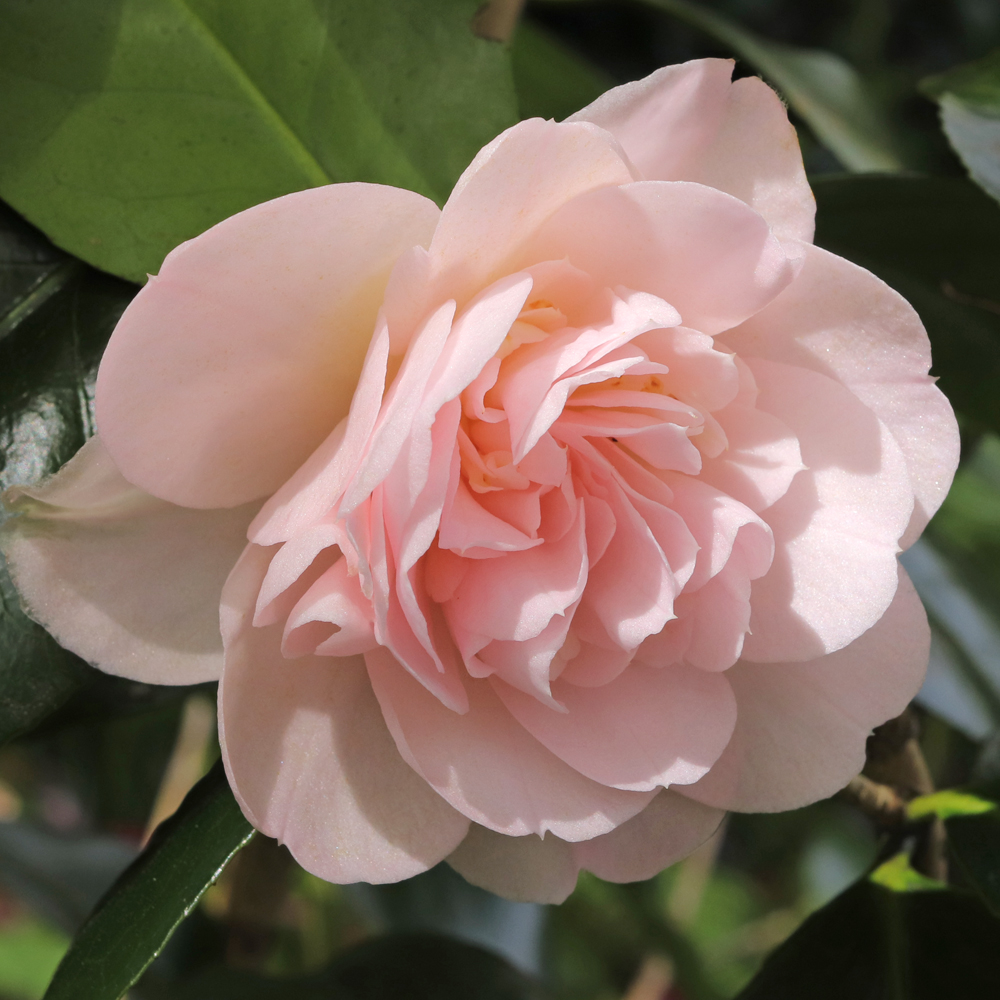 Camellia japonica 'Gladys Wannamaker'