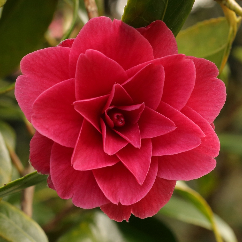 Camellia japonica 'Auguste Delfosse'