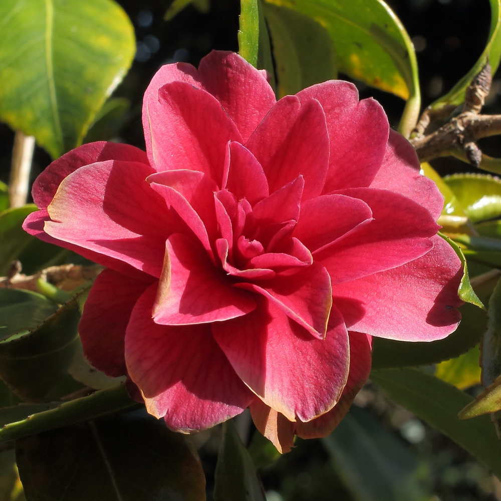Camellia japonica 'Auguste Delfosse'
