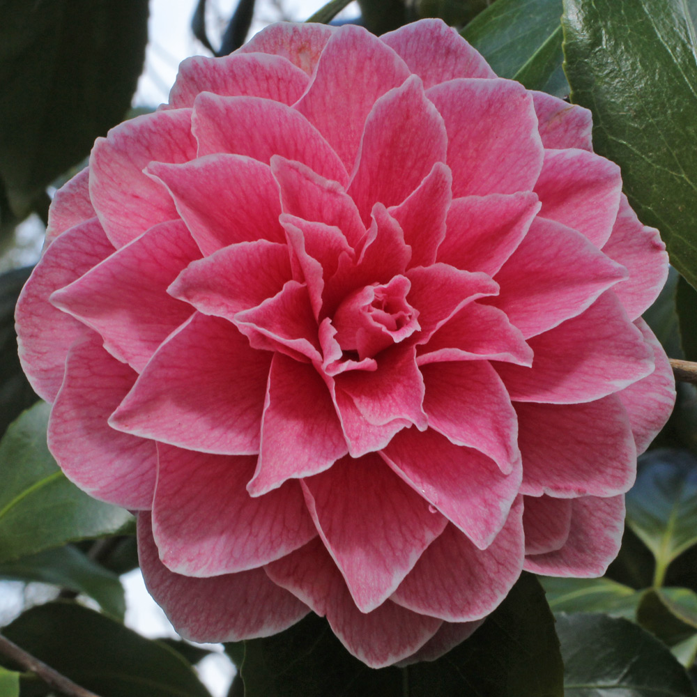 Camellia japonica 'Augusto Pinto'