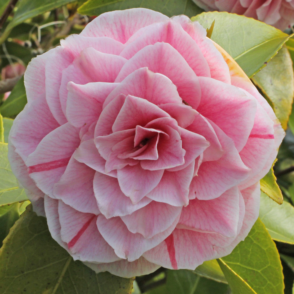 Camellia japonica 'Bonomiana'