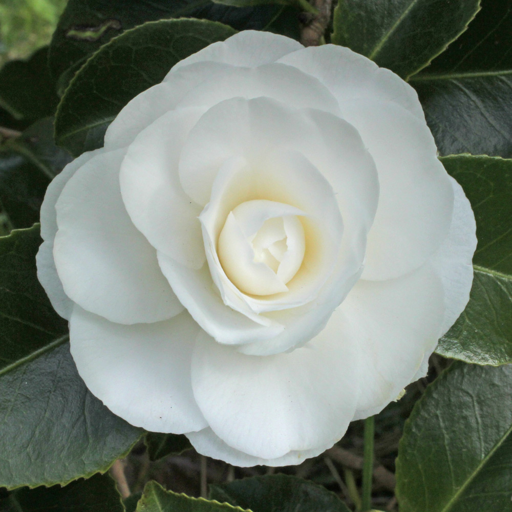 Camellia japonica 'Campsii Alba'