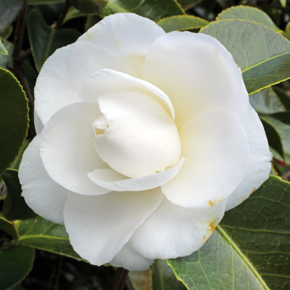 Camellia japonica 'Campsii Alba'