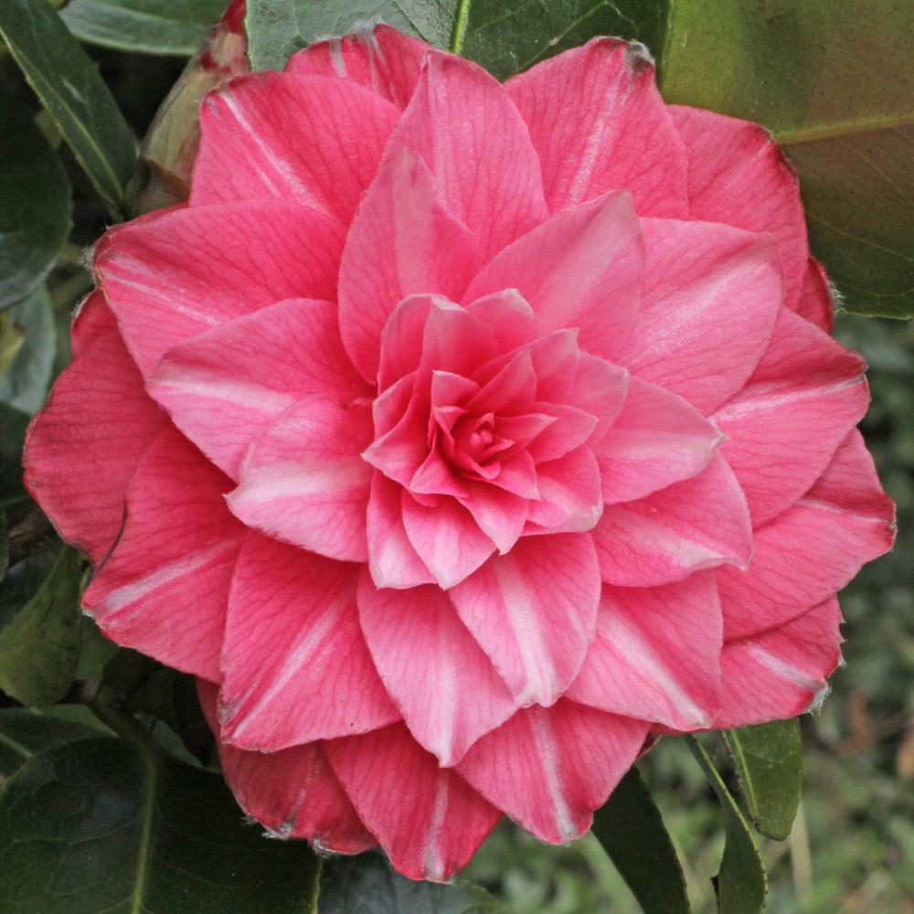 Camellia japonica 'Fatima'