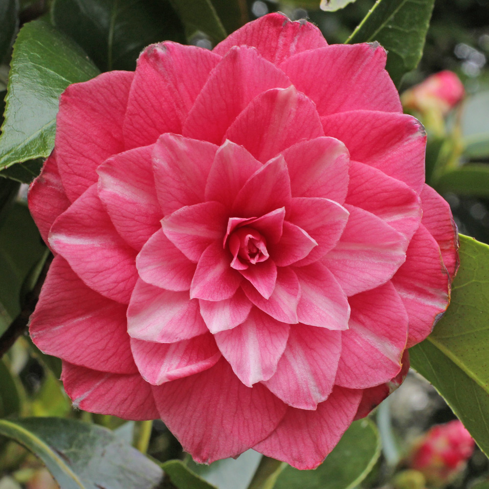 Camellia japonica 'Fatima'