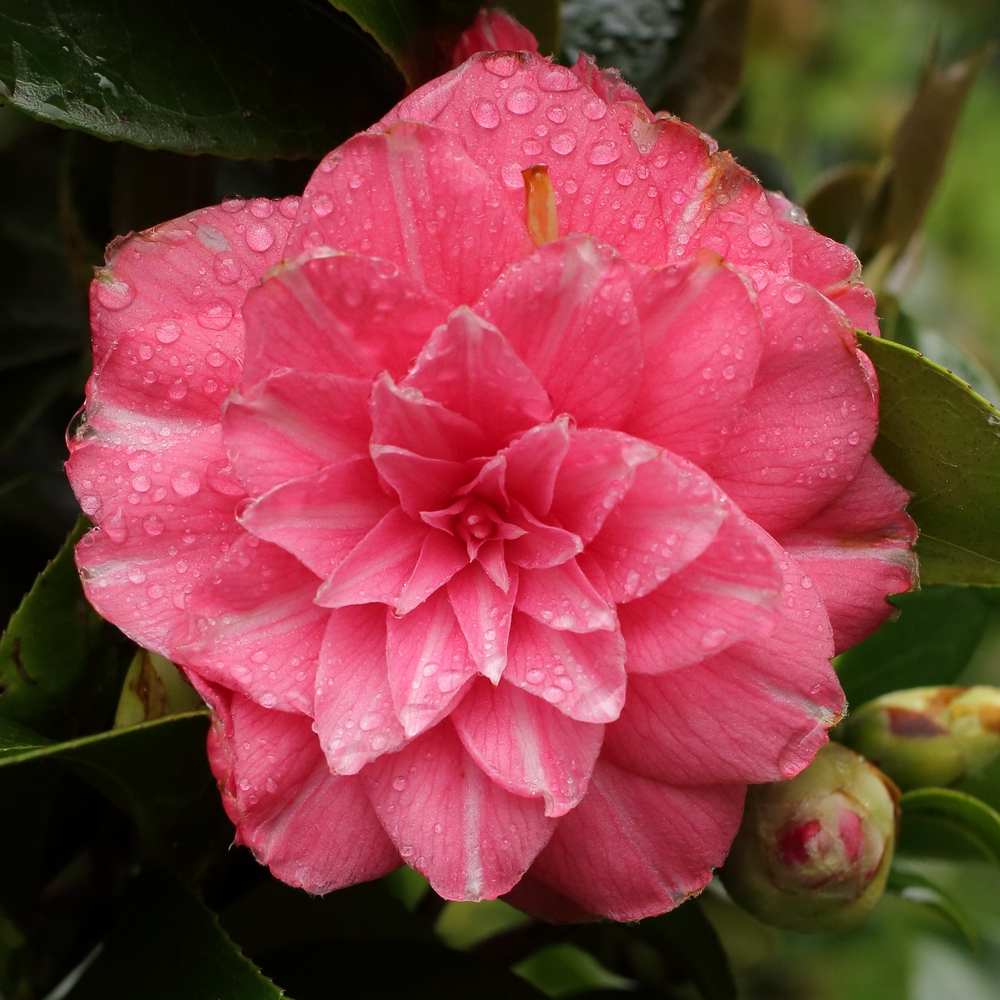 Camellia japonica 'Fatima'
