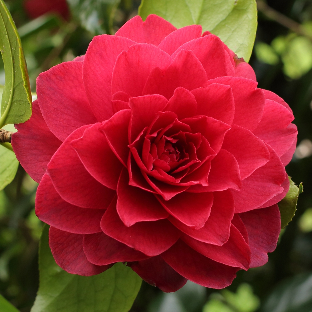 Camellia japonica 'Grand Sultan'