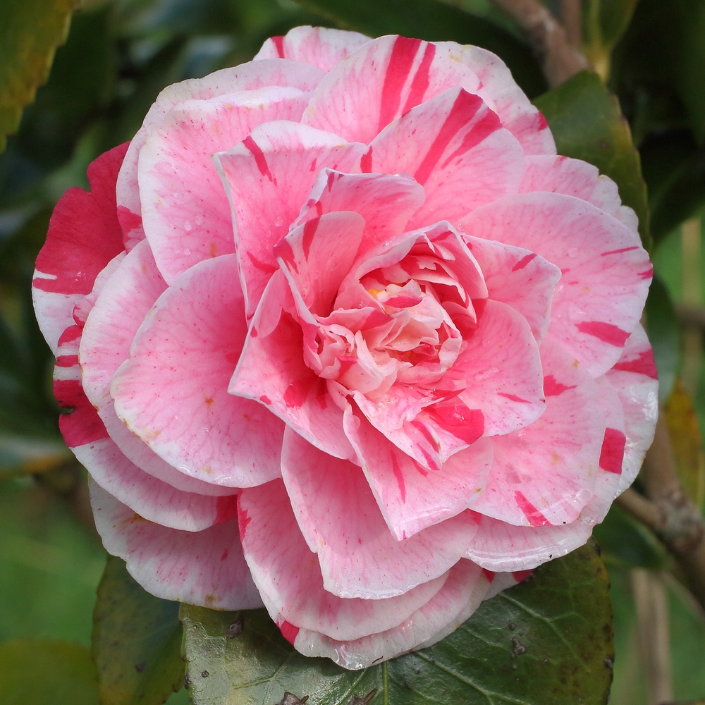 Camellia japonica 'Maculata Superba'