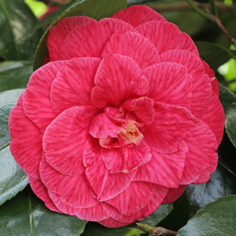 Camellia japonica 'Rubescens Major'