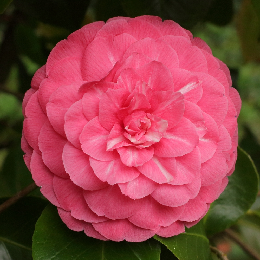 Camellia japonica 'Valteverada'