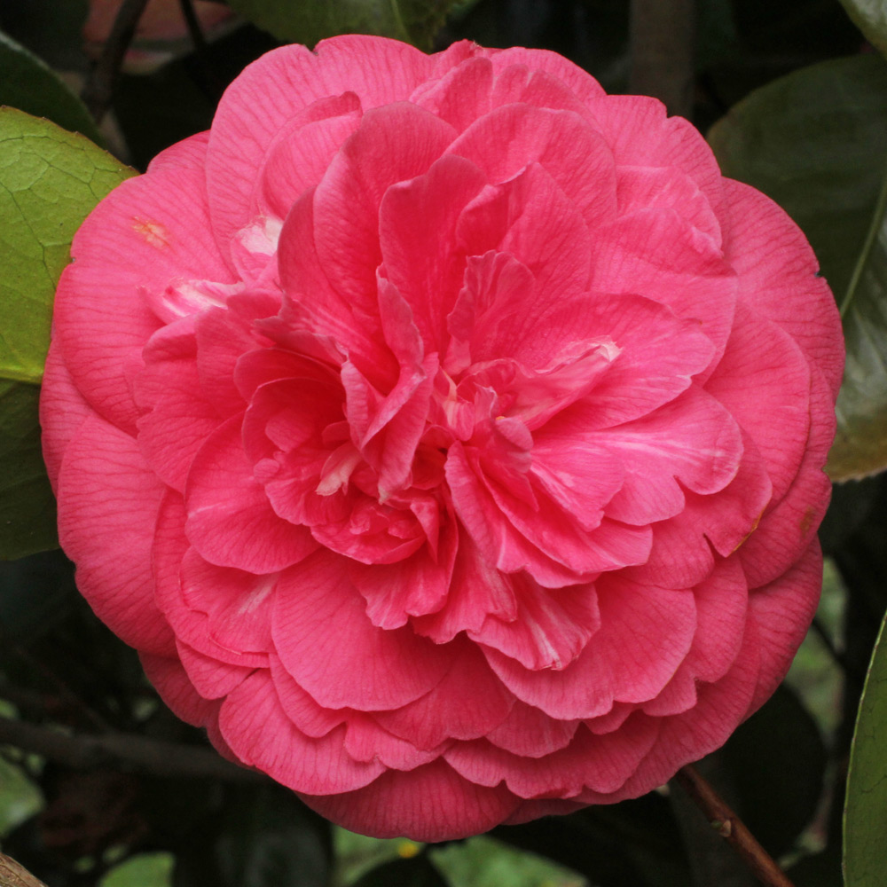 Camellia japonica 'Valteverada'