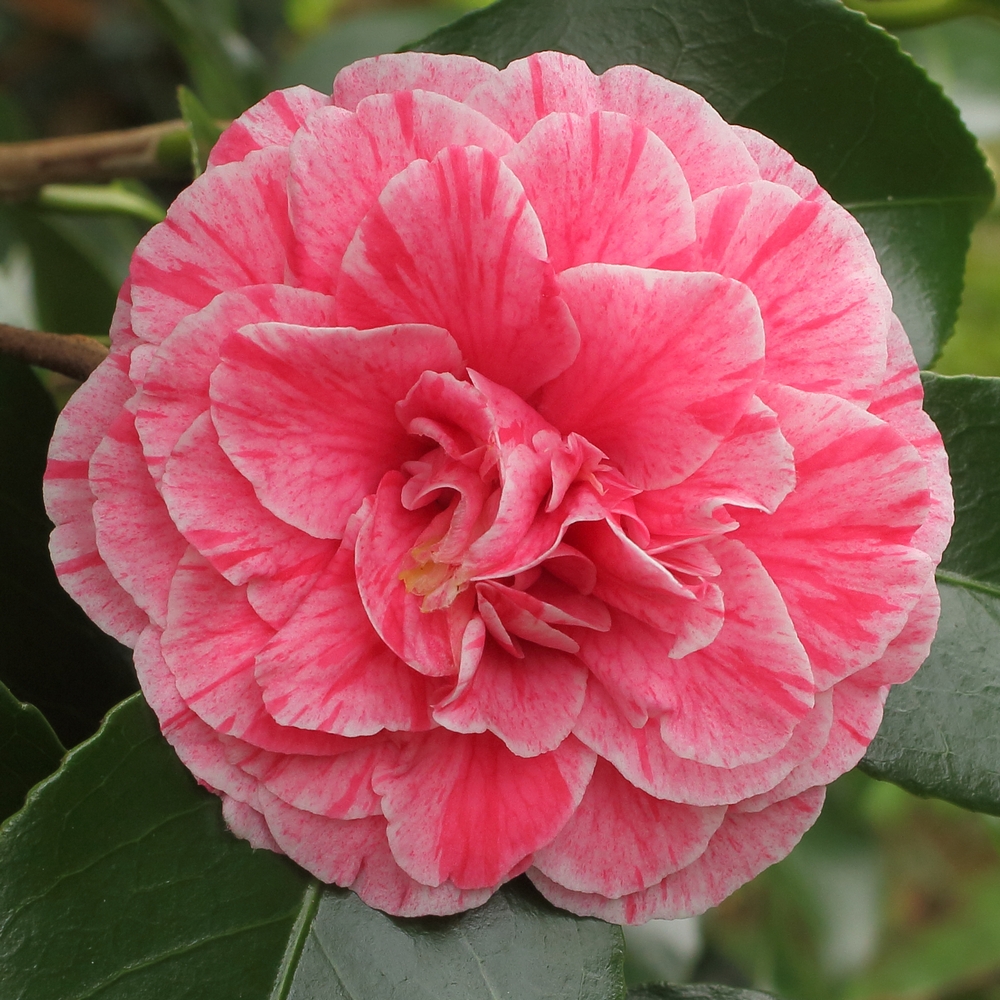 Camellia japonica 'Vittorio Emanuele II'