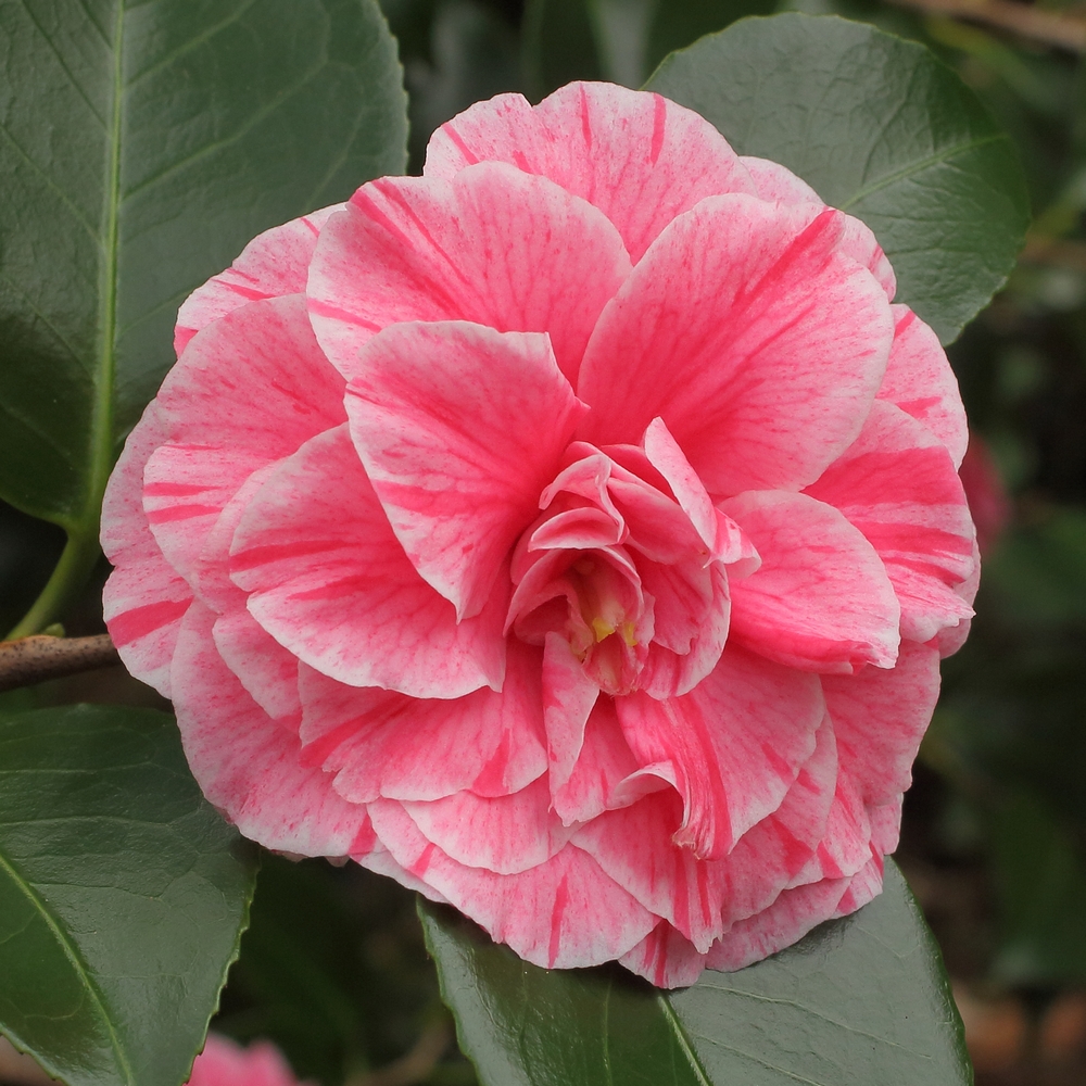 Camellia japonica 'Vittorio Emanuele II'