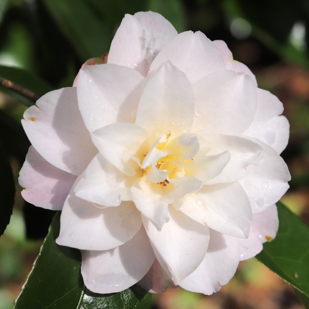 Camellia japonica 'Auburn White'