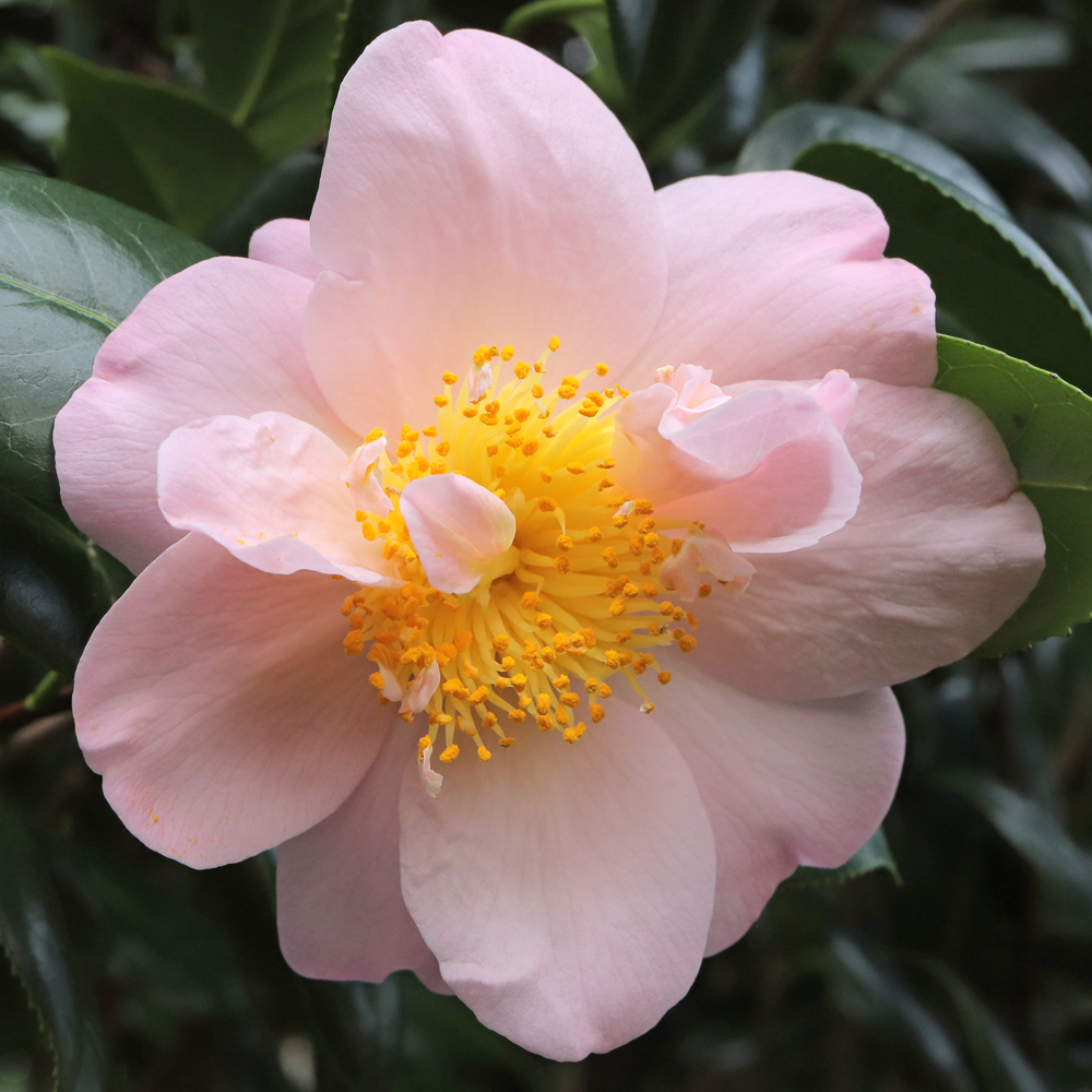 Camellia japonica 'Flamingo'