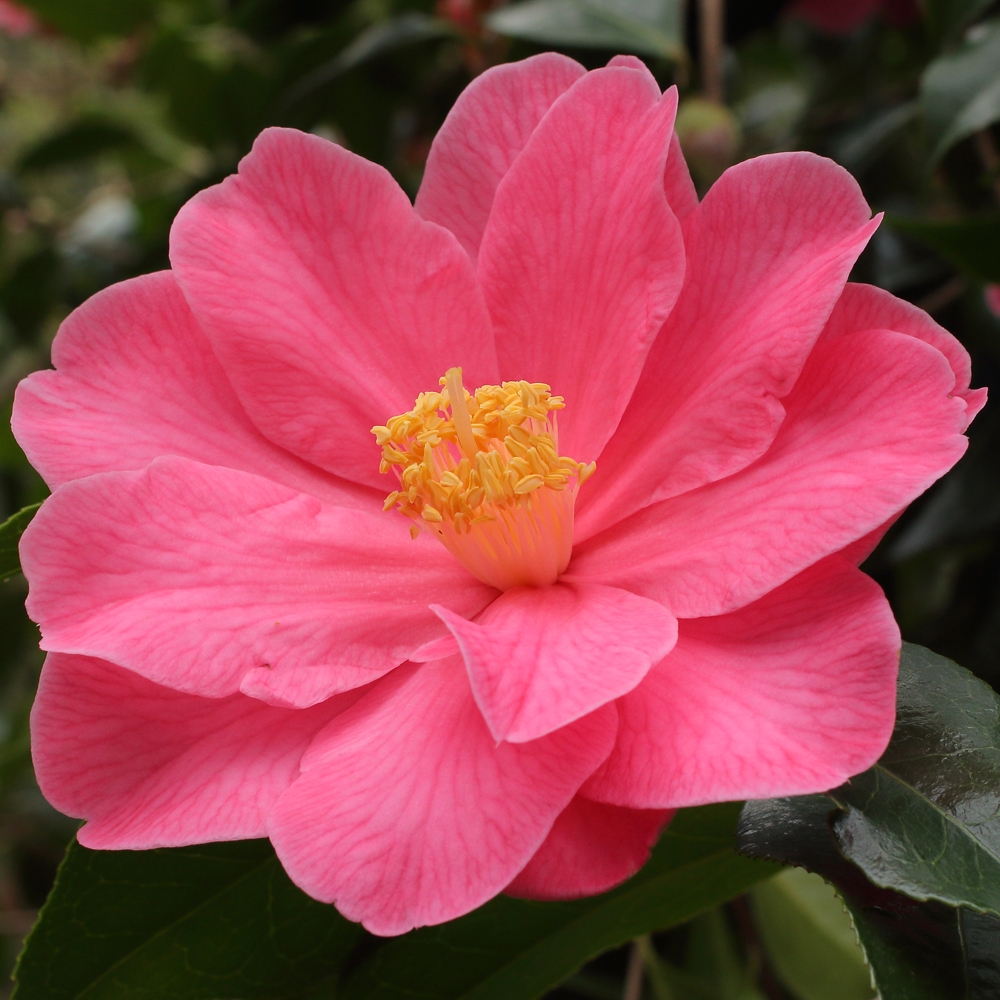 Camellia 'Interval'