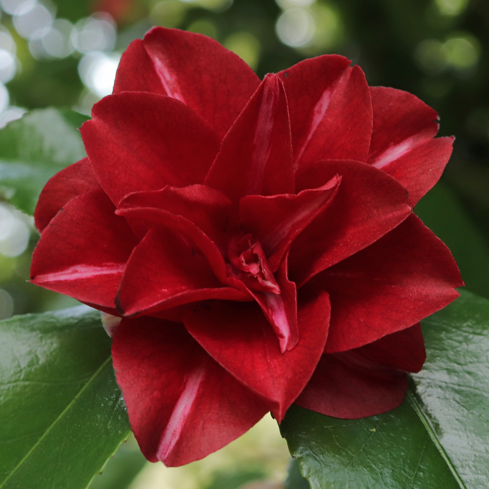 Camellia japonica 'Konronkoku'