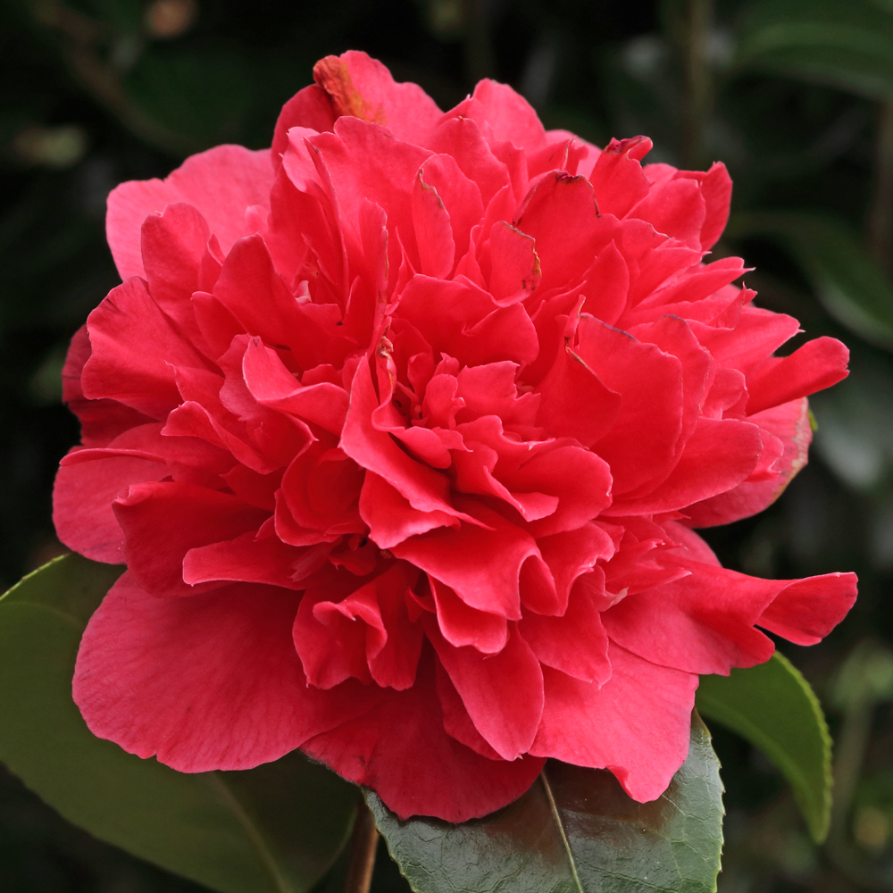 Camellia japonica 'Kramers Supreme'