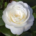 Camellia japonica 'Dahlonega'