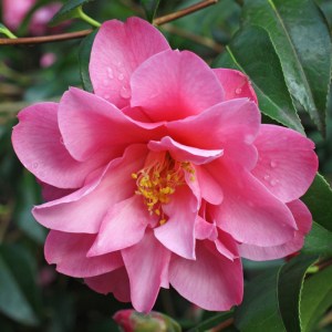 Camellia x williamsii 'Daintiness'