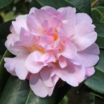 Camellia hybrid 'Dainty Dale'