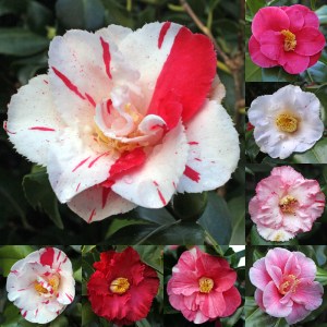 Camellia japonica 'Dainty' (Waterhouse)