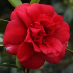 Camellia japonica 'Dark of the Moon'