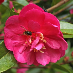 Camellia hiemalis 'Dazzler'