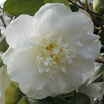 Camellia japonica 'Dear Jenny'