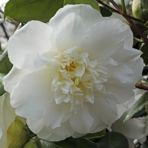 Camellia japonica 'Dear Jenny'