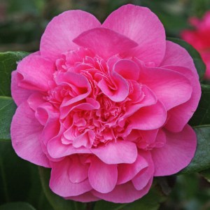 Camellia x williamsii 'Debbie'