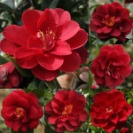 Camellia japonica 'Deep Secret'