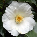 Camellia japonica 'Devonia'