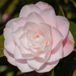 Camellia japonica 'Diana's Charm'