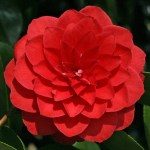 Camellia japonica 'Dinotta'