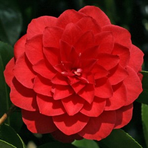 Camellia japonica 'Dinotta'