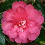 Camellia japonica 'Disneyland'