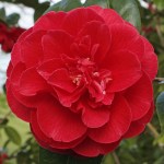 Camellia japonica 'Dixie Knight'