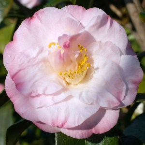 Camellia japonica 'Doctor Tinsley'