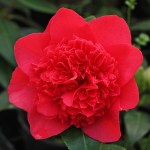 Camellia japonica 'Dolly Dyer'