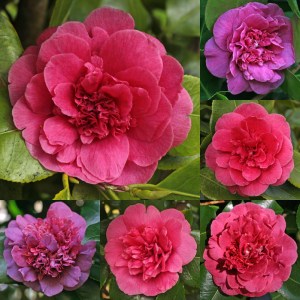 Camellia japonica 'Dona Herzília de Freitas Magalhães'