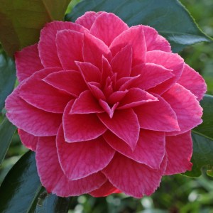 Camellia japonica 'Dona Jane Andreson'
