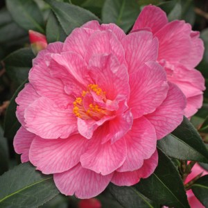 Camellia x williamsii 'Donation'